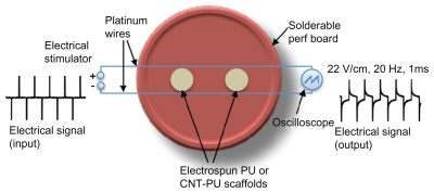 Figure 1 A schematic diagram shows experimental setup for applying the biphasic pulsatile electrical field stimuli to myoblasts seeded on electrospun polyurethane only or polyurethane carbon nanotube scaffolds.Abbreviations: CNT, carbon nanotubes; PU, polyurethane.