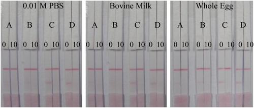 Figure 5. Screening and selection of coating antigens for use in strip construction. A = AMK-GDA-BSA/180:1, B = AMK-GDA-BSA/120, C = AMK-EDC-BSA/180:1, D = AMK-EDC-BSA/120:1. Amikacin concentrations of 0 and 10 ng/mL were used for the negative and positive tests respectively. The coating antigen and antibody concentrations were fixed at 5 and 30 mg/mL respectively.