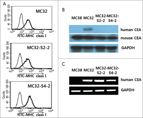 Figure 4. Expression of an MHC class I molecule in MC32-S2–2 and MC32-S4–2 cells and the presence of human CEA in these cells. (A) MC32, MC32-S2–2 and MC32-S4–2 cells were trypsin-treated and then reacted with anti-H-2Kb-FITC. The cells were subsequently analyzed using a flow cytometer. Thin line, cells reacted with FITC-conjugated control Abs; thick line, cells reacted with anti-H-2Kb-FITC. (B) MC38, MC32, MC32-S2–2 and MC32-S4–2 cells were grown in cDMEM. The cells were lysed in RIPA buffer, and 30 μg samples of cell lysates were separated by SDS-PAGE and analyzed by Western blot assay, as described in the Materials and Methods. (C) MC38, MC32, MC32-S2–2 and MC32-S4–2 cells were lysed for genomic DNA purification. Four hundred ng of genomic DNA was tested for PCR assay against human CEA, as described in the Materials and Methods.