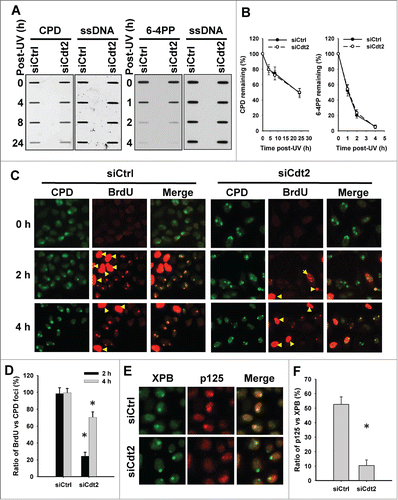 Figure 6. (See previous page). Cdt2-mediated XPG degradation facilitates the recruitment of DNA Pol δ to UV-damaged sites and subsequent gap-filling DNA synthesis. (A and B) Cdt2 is not required for the removal of UV-induced DNA lesions. HeLa cells were transfected with either control siRNA or siCdt2 for 48 h. Cells were UV irradiated at 10 J/m2, and further cultured for the indicated time periods. Genomic DNA was isolated and the same amount of DNA was loaded for ISB with anti-CPD or anti-6-4PP antibody. Single strand DNA (ssDNA) was detected to serve as a loading control. (A) The intensity of each band was scanned and plotted. (B) (C and D) Cdt2 is required for the gap-filling DNA synthesis upon UV irradiation. HeLa cells growing on coverslips were transfected with either control or Cdt2 siRNA for 48 h, UV irradiated at 100 J/m2 through a 5 μm isopore filter and maintained in medium containing BrdU for 2 and 4 h. The cells were fixed and double immunostained with anti-CPD (green) and anti-BrdU (red) antibodies. (C) The total numbers of CPD and BrdU foci in non-S phase cells were counted from at least 5 separate fields, the ratios of BrdU to CPD foci were calculated and plotted. (D) Yellow arrow: S phase cells. Bar: SD, *: P < 0.01 compared with their corresponding siCtrl. (E and F) Cdt2 is required for the recruitment of DNA Pol δ to UV damaged sites. siCtrl and siCdt2 transfected HeLa cells were UV irradiated at 100 J/m2 through a 5 μm isopore filter and maintained in medium for 1 h. The cells were fixed and double immunostained with anti-XPB (green) and anti-p125 (red) antibodies. (E) The total numbers of XPB and p125 foci were counted and the ratios of p125 to XPB foci were calculated and plotted. (F) n = 5, Bar: SD, *: P < 0.01 compared with siCtrl.