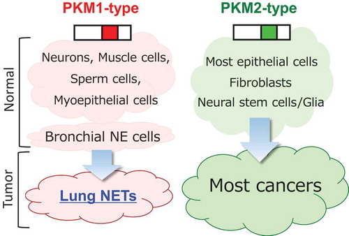 Figure 1. Tumor cells of origin and pyruvate kinase M (PKM) isoforms.Both lung neuroendocrine tumors (NETs) and their cells of origin (bronchial neuroendocrine (NE) cells) show high PKM1 expression, whereas other most tumor cells and their cells/tissues of origin express PKM2.