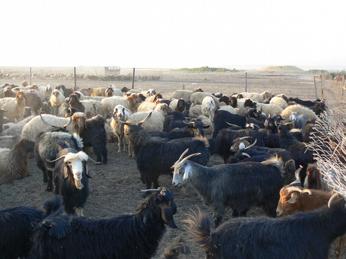 Figure 7. Sheep and goats being temporarily penned in fallow fields during the summer.