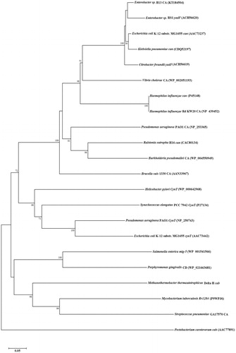 Figure 3. Evolutionary relationship analysis, by the neighbor-joining method, of 21 known CAs from prokaryotes, in comparison to Enterobacter sp. B13-CA (accession numbers are given in parenthesis). Scale bar represents 0.05 substitutions per nucleotide position.