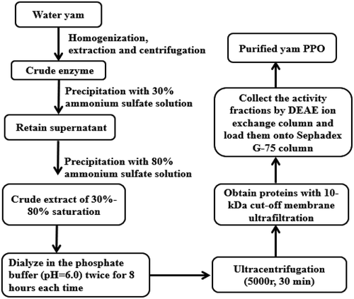 Figure 1. Flow chart for the extraction, separation and product preparation of polyphenol oxidase (PPO) from water yam.Figura 1. Diagrama de flujo para la extracción, separación y preparación del producto de polifenol oxidasa (PPO) a partir del ñame de agua.