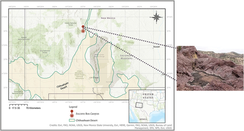 Figure 1. Type locality of Mesobiotus sp. nov, Freebird rock pool, Socorro Box Canyon located in near Socorro, New Mexico. Map was made using ArcGIS pro 3.1.1 (ESRI Citation2017) with Chihuahuan Desert boundary from Jornada Basin Spatial Data Laboratory (Citation2006).