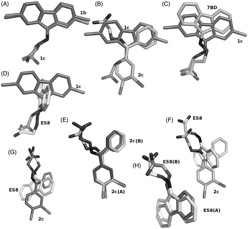 Figure 3. Comparison of ligand binding in the forward and reverse mode. (A) Ligands 1b and 1c show only minor differences in their positioning in the TTR binding site. The differences in radii between the two halides is responsible for the changes. (B) Ligands 1c and 2c show differences in the binding mode, in the halogen pocket that is used for their binding but occupy the same overall volume, when the superposition with its symmetry related molecule is considered. (C) The binding of ligand 1c is better compared to ligand 7BDCitation23, shown in salmon sticks, that to ligands ES8Citation23 shown in panel (D) Since the addition of the halogen atoms precludes a perpendicular binding mode similar to ES8, it must adopt a reverse mode binding similar to 7BD but shifted due to the presence of the halogen atoms. (E) Ligand 2c binds to both TTR binding sites with only minor differences. (F and G) These minor binding differences appear amplified when 2c is compared to ES8 in the two sites. (H) The superimposed ES8 binding to TTR show the same qualitative variation observed for 2c and for 1b relative to 1c where the carboxylate changes its orientation.