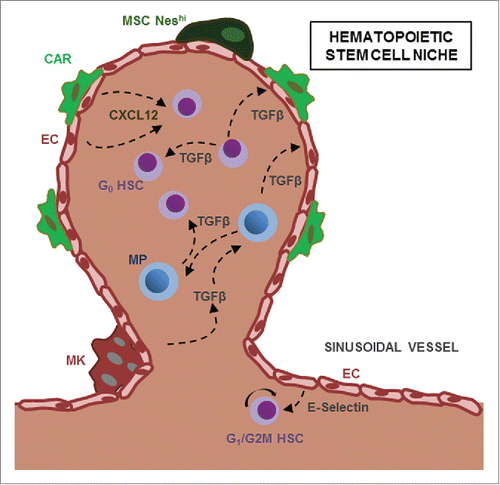 Figure 1. Bidirectional crosstalk between HSC and their microenvironment. HSC and Myeloid Progenitors (MP) are found in perivascular structures and are regulated by cytokines such as CXCL12 or TGF-β secreted by niche cells, including NestinHI mesenchymal stem cells (NesHI MSC), CXCL12-abundant reticular (CAR) cells and megakaryocytes (MK). HSC and MP can reciprocally regulate neighboring progenitors and stromal niche cells through TGF-β.