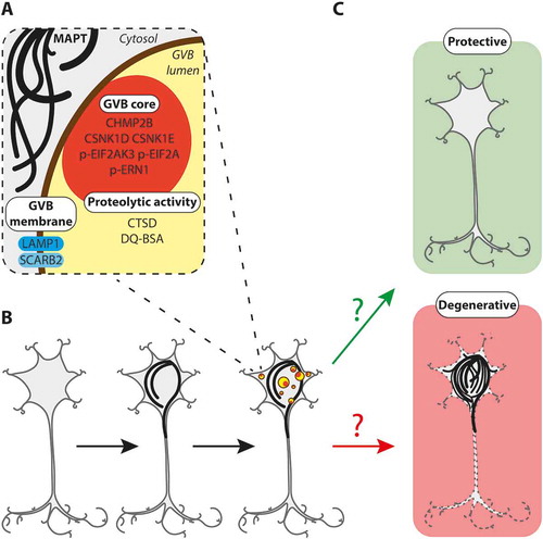 Figure 1. GVBs: a decision point in neuronal fate upon proteostatic stress?(A) Characterization of GVBs based on the results from the novel models presented in our study. Both endo- and autolysosomal pathways contribute to the content of GVBs. Membrane and proteolytic activity markers characteristic of lysosomal structures are present. (B) Schematic model showing that intraneuronal MAPT pathology precedes and causes GVB formation. (C) Hypothetical model of the role of GVBs in tauopathies. GVBs may either be protective and counteract MAPT pathology (“protective”) or represent failure to cope with MAPT pathology and initiate neurodegeneration (“degenerative”). See text for further detail; black lines, MAPT pathology; yellow circles with dark orange core, GVBs; dashed neuron, neurodegeneration.