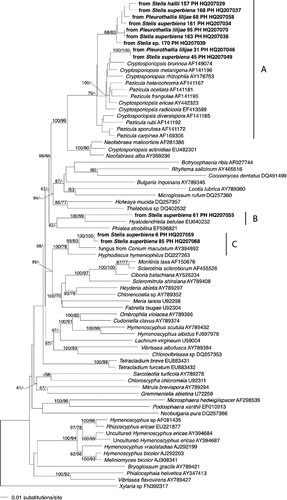 Figure 2. Phylogenetic placement of Helotialean fungal isolate sequences from the velamen of Stelis hallii, Stelis superbiens, Stelis concinna, Pleurothallis lilijae and Stelis sp. Tree inferred from the ITS-5.8S region using a maximum likelihood analysis implemented in RaxML with the GTRMIX algorithm. Numbers on branches designate Bayesian MCMC estimates of posterior probabilities and ML values (only values exceeding 50% are shown). The tree was rooted with Xylaria sp. FN392317.