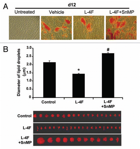 Figure 6 Effect of L-4F on adipogenesis and adipocyte size. (A) Scan of lipid size of a representative experiment. Adipogenesis was measured as the relative absorbance of Oil Red O at day 12 after inducing adipogenesis as described in Materials and Methods. (B) Measurement of diameter of lipid droplet size. Results are mean ± SD (*p < 0.05 vs. L-4F, #p < 0.05 vs. L-4F + SnMP).