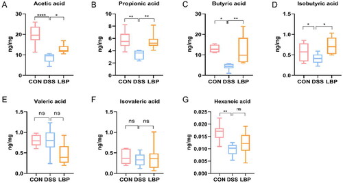 Figure 5. LBP treatment increased the production of microbial SCFA metabolites. Concentration differences measured by GC-MS among the CON, DSS and LBP groups in fecal levels of (A) acetic acid, (B) propionic acid, (C) butyrate acid, (D) isobutyric acid, (E) valeric acid, (F) isovaleric acid and (G) hexanoic acid (boxplot). Statistical analysis used the Kruskal-Wallis test. ns: p > 0.05, *p < 0.05, **p < 0.01, ***p < 0.001, ****p < 0.0001.