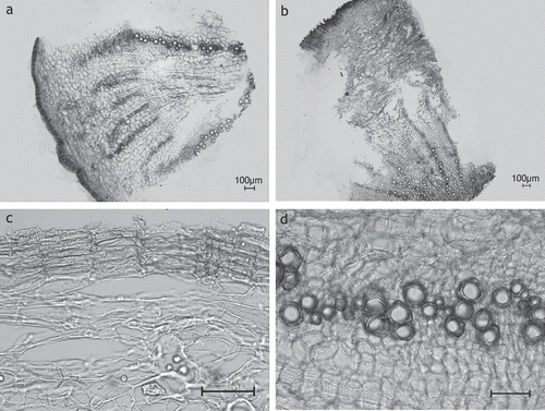Figure 5.  S. hispanica rhizome. (A, B) Overview showing the extension and arrangement of tissues: secondary phloem with laticiferous vessels arranged in rows, fibers are missing (A), secondary xylem dominated by parenchymatous cells with fibers missing, vessels arranged in single to multiple rows (B) (SHI03); (C) phellem thin-walled, thoroughly parallel-laminated (SHI02); (D) vessels of secondary xylem more or less in single or double rows (SHI02); (A–D) transverse sections; scale bars = 50 µm.