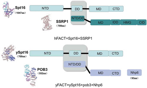 Figure 1. Domain organization of hFACT and yFACT. The heterodimeric hFACT complex is composed of the hSpt16 (cyan) and SSRP1 (green) subunits, through an interaction (gray) between the DD domain of hSPT16 (cyan) and the NTD/DD domain of SSRP1. In yeast, ySpt16 (cyan) and Pob3 (blue) subunits form the yFACT complex. (3D structures are from the UniProt website)