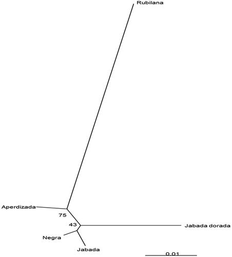 Figure 1. Neighbor-joining tree obtained from the Reynolds’ genetic distances among five Canarian chicken varieties.