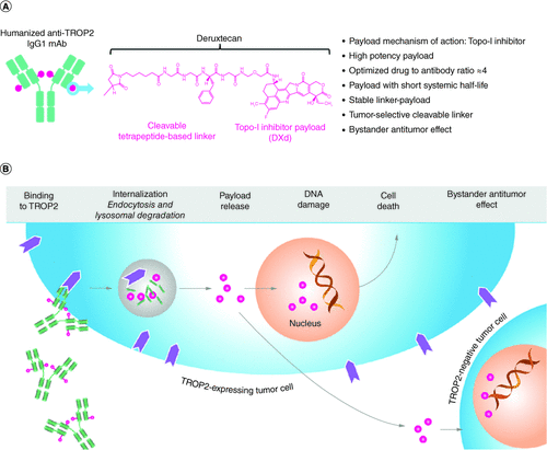 Figure 1. Overview of the monoclonal antibody datopotamab deruxtecan. (A) Design of datopotamab deruxtecan monoclonal antibody and (B) proposed mechanism of action of datopotamab deruxtecan.Panel A previously presented at the 2019 World Conference on Lung Cancer [Citation32]. Panel B reproduced with kind permission of the authors with permission from [Citation33].DXd: Deruxtecan; IgG1: Immunoglobulin G1; mAb: Monoclonal antibody; TROP2: Trophoblast cell surface antigen 2.