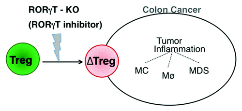 Figure 1. Implication of RORγt-expressing regulatory T cells in the pathogenesis of colon cancer. Regulatory T cells (Tregs) infiltrating the tumor environment respond to cell-extrinsic cues by upregulating retinoid-related orphan receptor γt (RORγt) and hence acquiring pro-inflammatory properties. This creates a vicious cycle of inflammation that stimulates tumor progression. Strategies for the inhibition of RORγt may interrupt this cycle and exert potent antitumor effects.
