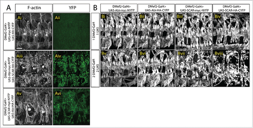 Figure 2. Increased SCAR activity results in fusion block. A. Three hemisegments from a stage 16 embryo. Embryos are stained for F-actin (phalloidin, white) to show the muscle pattern, and YFP (GFP antibody, green) to detect YFP reconstitution. (Ai–Aii) In control embryos, UAS-myc-NYFP and UAS-HA-CYFP were expressed in muscles under the control of DMef2-Gal4. Phalloidin staining shows wild-type muscle pattern. Background fluorescent level was visualized with antibody against GFP. UAS-Abi-myc-NYFP and UAS-SCAR-HA-CYFP (Aiii–Aiv) or UAS-SCAR-myc-NYFP and UAS-Abi-HA-CYFP (Av–Avi) were expressed in muscles under the control of DMef2-Gal4. Phalloidin staining shows impaired fusion and the actin focus at the fusion site. YFP shows the localization of Abi-SCAR interaction. (B) Muscle pattern from stage 16 embryos (antibody against Myosin Heavy Chain. white). Three hemisegments are shown from each embryo. One (Bi–Biv) or 2 copies (Bv–Bviii) of split-YFP labeled Abi or SCAR were expressed in the muscles under the control of DMef2-Gal4. Abi overexpression does not change muscle pattern. Increased expression of SCAR results in myoblast fusion block in a dosage dependent manner. Scale bar: 20 μm.
