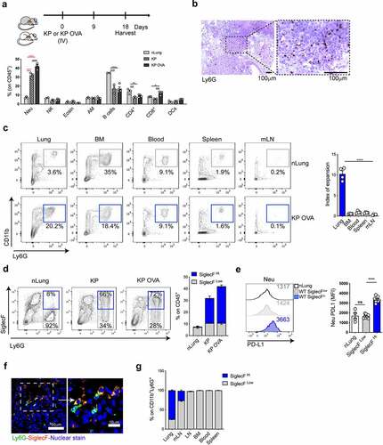 Figure 1. Neutrophils density in KP and KP OVA orthotopic lung tumors. (a–f) Mice were challenged intravenously with KP, KP-OVA cells or PBS (nLung) as depicted in the scheme. The immune composition was evaluated by flow cytometry in normal lungs (nLung) and established lung tumors, 18 d upon inoculation. (a) Relative abundance of each subset expressed as a fraction of live CD45+ cells (neu = neutrophils, Eosin = eosinophils, AM = alveolar macrophages). Data represent mean ± SEM of two to four mice each group. Significance was determined by two-way ANOVA with *p ≤ 0.05; **p ≤ 0.01; ***p ≤ 0.001; ****p ≤ 0.0001. (b) Representative 10× image of paraffine-embedded KP-OVA tumor tissue labelled with Ly6G antibody (brown) and the corresponding 40× magnification. Scale bars (100 μm) are showed. (c) Representative dot plot of neu in lungs (gated on live CD45+,Lin−), BM (bone marrow), blood, spleen and mLN (mediastinal lymph node) of normal and KP OVA tumor bearing mice. The expansion index represents the ratio between neu in KP-OVA and nLung. Data represent mean ± SEM of four mice each group. (d) Representative dot plots showing SiglecF expression on lung neu (gated on CD45+, Lin−, Ly6G/CD11b+ cells). Numbers in quadrant show percentages of SiglecFhigh/low among CD11b+Ly6G+ cells. Bars show quantification of SiglecFhigh/low neu frequencies on CD45+ total lung cells. Data are mean ± SEM of three to five mice/group. (e) PD-L1 expression on lung-infiltrating neu. Representative histogram of PD-L1 expression on neu from nLung or KP-OVA WT tumors. PD-L1 MFI (median fluorescence intensity) are indicated in the histogram and plotted on the right as mean ± SEM of two experiments with two to four mice each group. Significance was determined by one-way ANOVA with ns p > 0.05, ****p≤ 0.0001. (f) Representative cryo-sections showing Ly6G (green) and SiglecF (red) in tumor nodules and the corresponding magnification. Scale bars (50 or 10 μm) are indicated. (G) Percentage of SiglecFhigh/low neu within CD11b+Ly6G+ cells in the indicated organs isolated from KP OVA tumor bearing mice (mLN = mediastinal lymph node, LN = inguinal lymph node, BM = bone marrow). Data represent the mean ± SEM of three to six mice each group.