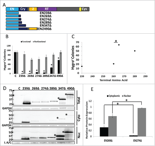 Figure 4. Analysis of Untagged EN-containing ORF2 Fragments: Selected untagged EN-containing ORF2 fragments behaved similarly to the corresponding VP16- and Gal4-tagged EN-containing ORF2 fragments in regards to cytotoxicity and subcellular distribution. (A) Schematic of untagged ORF2 fragments used in this experiment with ORF2 displayed above for reference. (B) Chronic toxicity of EN-containing ORF2 fragments. All ORF2 fragments were cytotoxic as compared to their nonfunctional controls. Error bars denote standard deviation (n = 3). Statistical significance assessed using Student's t-test (*p < 0.05). (C) Analysis of toxicity grouping of EN-containing ORF2 fragments. Analysis is identical to Figure 2B and 2C (*p < 0.05). (D) Western blot analysis of HeLa cells transiently transfected with indicated constructs using anti-ORF2p monoclonal antibodies. Both whole cell lysate and cytoplasmic and nuclear cell fractions were analyzed. Highest molecular weight band in each sample corresponds to expected size of each construct, with larger EN-containing fragments undergoing processing to yield smaller products (*: EN347Δ and ENZ490Δ). Control (C) is cells transfected with empty vector. Cellular fraction is indicated on the right. Molecular weights are indicated on the left. GAPDH (total and cytoplasmic (cyto)) and Lamin A/C (L A/C: nuclear (nuc)) used as loading control. Relative distribution in subcellular compartments of EN269Δ and EN274Δ is quantified in (E). (E) Quantitation of relative distribution of EN-containing ORF2 fragments. Signal intensity of EN-containing ORF2p fragments in each compartment was normalized to loading control. Normalized signal was summed for each cellular compartment and proportion protein expression quantitated per compartment (Example for Cytoplasmic: Normalized Cytoplasmic Signal/(Normalized Cytoplasmic Signal+Normalized Nuclear Signal)). Error bars denote standard deviation (n = 3). Statistical significance was assessed using Student's t-test (*p < 0.05).