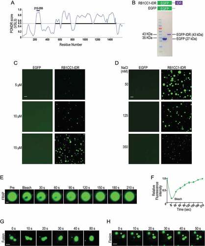 Figure 6. RB1CC1 N-terminal IDR containing K276 can form LLPS in vitro. (A) Schematic showing PONDR VSL3 score for intrinsic disorder of amino acid sequences of RB1CC1 based on the program VL3-BA. The horizontal bar in purple indicates the N-terminal IDR containing K276. (B and D) Purified EGFP fusion protein containing RB1CC1 N-terminal IDR (RB1CC1-IDR) or EGFP alone (B) were incubated at different concentrations with 125 mM NaCl (C) or at 20 μM with various NaCl concentration (D) in Buffer D containing 10% PEG-8000, as described in the Methods. Representative images of droplet formation of the fusion protein, as viewed under a fluorescence microscope. Scale bar: 2 μm. (E) Fluorescence intensity recovery of a droplet formed by RB1CC1-IDR in vitro after photobleaching. Scale bar: 0.5 μm. (F) Quantification of FRAP data for images in E. Bleaching event occurs at t = 0 s. Data plotted as means ± SEM (n = 3). (G and H) Fusion (G) and fission (H) of droplets formed by RB1CC1-IDR during phase separation process in vitro. Scale bar: 2 μm.