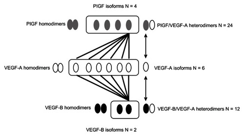 Figure 1 Diversity of VEGF and PlGF isoforms: homo- and heterodimers.Notes: The VEGF ligands, VEGF-A, VEGF-B, and PlGF can all interact with VEGFR-1, and the illustration provides an example of how diversity in isoforms can result in a wide array of signaling molecules that can interact with the receptor. The four PlGF isoforms can homo- and heterodimerize with any of six distinct isoforms of VEGF-A, as can the two isoforms of VEGF-B, resulting in many combinations that can potentially exhibit different biological activity.Citation5,Citation6,Citation17Abbreviations: PlGF, placental growth factor; VEGF, vascular endothelial growth factor; VEGFR, vascular endothelial growth factor receptor.