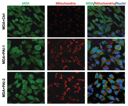 Figure 9 Fibroblasts overexpressing PAI-1 or PAI-2 increase the mitochondrial mass of adjacent breast cancer cells. Co-cultures of MDA-MB-231 cells and fibroblasts (control vs. those overexpressing PAI-1 or PAI-2) were immunostained with antibodies against a mitochondrial membrane antigen (red). Note that the mitochondrial mass is higher in MDA-MB-231 cells in co-culture with PAI-1/2(+) fibroblasts as compared with control fibroblasts. Hoechst was used to stain nuclei (blue). Images captured at an original magnification of 63x. Ctrl, fibroblasts containing empty vector alone; PAI-1, fibroblasts overexpressing PAI-1; PAI-2, fibroblasts overexpressing PAI-2.