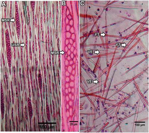 Figure 4. (A), (B) Tangential section and (C) macerated sample of a basal stem. MSR = multiseriate rays, USR = uniseriate rays, VE = vessel elements, FT = fiber tracheids.