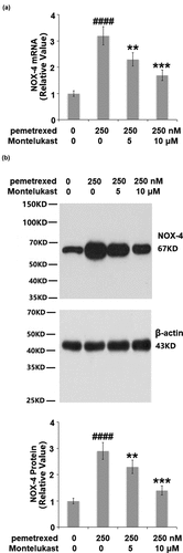 Figure 3. Montelukast reduced pemetrexed-induced expression of NOX-4. (a). mRNA of NOX-4; (b). Protein of NOX-4 (####, P < 0.0001 vs. vehicle; **, ***, P < 0.01, 0.001 vs. pemetrexed treatment group).