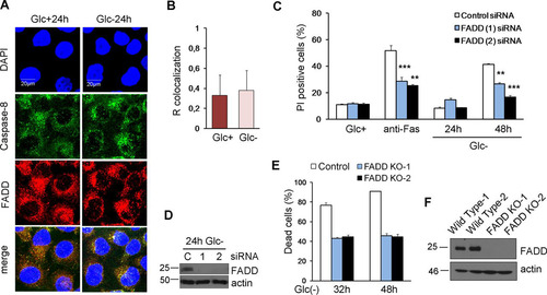 FIG 6 FADD is involved in cell death under glucose deprivation. (A and B) HeLa cells were plated for immunofluorescence, and 24 h later, they were incubated with (Glc+) or without (Glc−) glucose for 24 h. Confocal microscope pictures of colocalization of caspase-8 with FADD (A) and quantification by using ImageJ software (B) are reported. The graph shows the averages and the standard deviations of data from four independent experiments. (C and D) HeLa cells were transfected with control, FADD (1), or FADD (2) siRNA. At 48 h posttransfection, cells were incubated without glucose for 24 and 48 h or with an anti-Fas antibody for 48 h and collected for Western blotting (D) and for determining PI incorporation by FACS analysis (C). The averages and SEM of data from at least three experiments are shown. (E and F) HeLa cells knocked out for FADD (clones 1 and 2) and their controls were subjected to glucose deprivation for the indicated times and subjected to Western blot analysis (F) or determination of the number of dead cells under a microscope (E). Data show the averages and SEM of results from three independent experiments. **, P < 0.01; ***, P < 0.001.