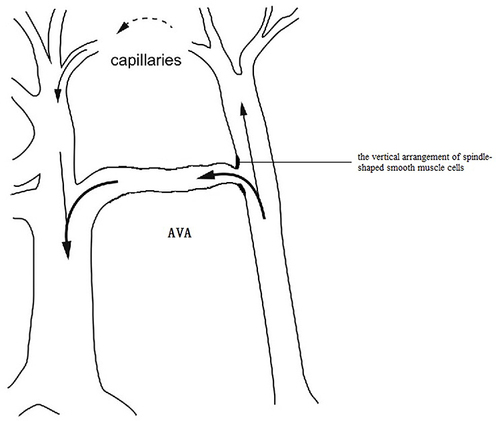 Figure 6 The blood vessel wall of Arteriovenous Anastomosis (AVA). The thick walls of AVAs are made up of circular and longitudinally organised smooth muscle fibres in cross-sections. The mother arterial segment’s vertical arrangement of spindle-shaped smooth muscle cells may resemble the acd valve, which regulates the opening of the AVA.