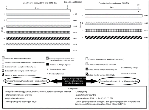 Figure 6. In vivo experimental design of the drinking water extracts.