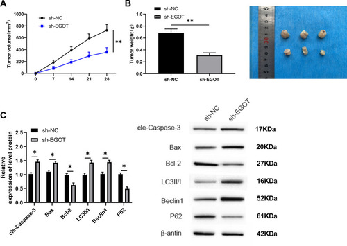 Figure 5 EGOT could inhibit growth of tumor volume in nude mice. (A) Changes of tumor volume in nude mice within 28 days. (B) Changes of tumor quality in nude mice after death for 28 days. (C) WB was used to detect the changes of apoptosis-related proteins and autophagy-related proteins in tumor tissues of nude mice. *P<0.05, **P<0.01.