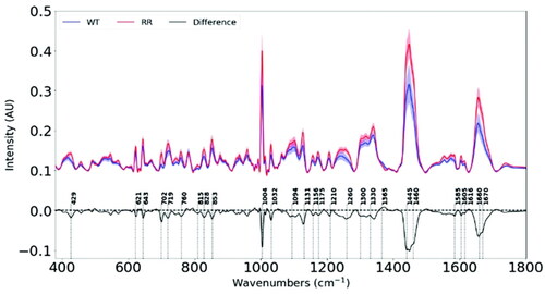Figure 10. Average Raman spectra (offset for clarity) for wild-type and radioresistant cell lines. The difference spectrum is created by subtracting the average spectrum of the (WT) parental cells from the average spectrum of the radioresistant (RR) cells. Reprinted with permission from [Citation135]. Copyright [2021] Royal Society of Chemistry.
