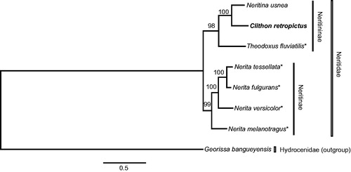 Figure 1. Maximum likelihood phylogeny of Neritidae based on mitochondrial DNA sequences of 13 protein-coding and two ribosomal RNA genes from Clithon retropictus (bold, this study; LC127067), Neritina usnea (KU342665), Theodoxus fluviatilis (KU342667), Nerita fulgurans (KF728888), Nerita melanotragus (GU810158), Nerita tessellata (KF728889), Nerita versicolor (KF728890) and Georissa bangueyensis (outgroup; KU342664). Asterisks denote species for which a near-complete mitogenome is available. Sequences were aligned separately for each gene using Translator X (for coding genes; Abascal et al. Citation2010) and MAFFT v7 (rRNA genes; Katoh & Standley Citation2013) with default parameters. Ambiguously aligned positions were removed using Gblocks v.0.91b (Castresana Citation2000) with all options for a less stringent selection. Tree reconstruction was performed in RAxML v.7.4.2 (Stamatakis Citation2006) using GTR + G model; nodal support estimated by 1000 thorough bootstrap replicates. Scale bar represents branch length (substitutions/site). Three limnic taxa of subfamily Neritininae (Clithon, Neritina and Theodoxus) were recovered as a robust clade (bootstrap probability: 98%) and sister to the also monophyletic Neritinae (Nerita; 99%).