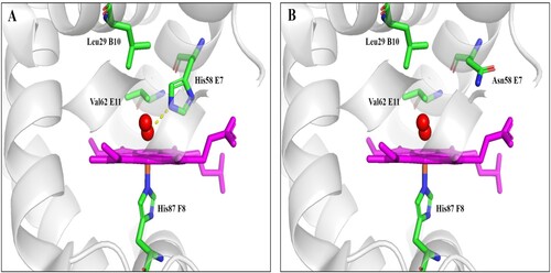 Figure 3. Stick models of α native (A) and (H58N) (B) distal pockets in adult human haemoglobin. The structure of Hb DG-Nancheng-O2 was generated from native HbA-O2 (PDB code 2DN1) by mutating the distal E7 residue His58 to Asn in the program Pymol. Red sphere: oxygen. The native His (E7) side chain forms a hydrogen bond with bound O2, in Hb DG-Nancheng-O2, the distal E7 residue Asn58 changes its side chain orientation out of the heme pocket and does not form a hydrogen bond with bound ligands. Nascent globin chains rapidly incorporate heme, which stabilizes their native folding into Hb subunits composed of seven or eight a helices named A–H, which fold together into a globular structure. The alteration by Asn58 possibly caused the inability of mutant α-chains bind to haeme, ultimately resulting in proteolytic degradation.