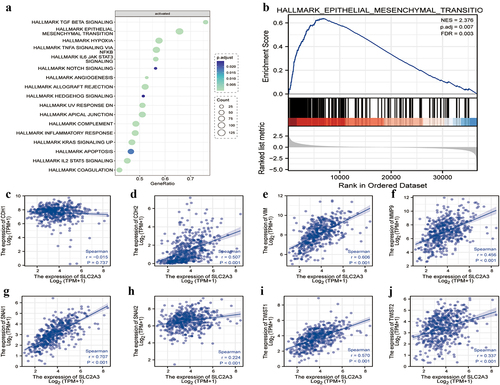 Figure 4. SLC2A3 expression was correlated with EMT gene signatures in TCGA-HNSC. GSEA of DEGs between the low and high SLC2A3 expression groups from TCGA-HNSC for (a) activated pathways and (b) EMT gene signature. NES: normalized enrichment score. FDR: false discovery rate. (c-j) Correlation between SLC2A3 expression and EMT-related genes.