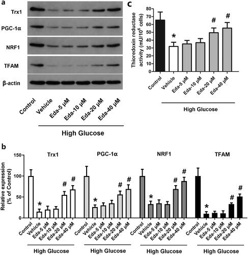 Figure 5. Edaravone alters the expression of TRX1, PGC-1α, NRF1 and TFAM and thioredoxin reductase activity. Figure 5(a) shows representative images of western blots of TRX1, PGC-1α, NRF1 and TFAM; Figure 5(b) shows the fold-change in the expression of these proteins compared with that of the control; Figure 5(c) shows the changes of thioredoxin reductase activity. TRX1: thioredoxin1; PGC-1α: peroxisome proliferator-activated receptorγcoactivator-1α; NRF1: Nuclear respiratory factor 1; TFAM: mitochondrial transcription factor A; Eda: edaravone. *p < 0.05 compared to the control group. #p < 0.05 compared to the vehicle group. N = 12.