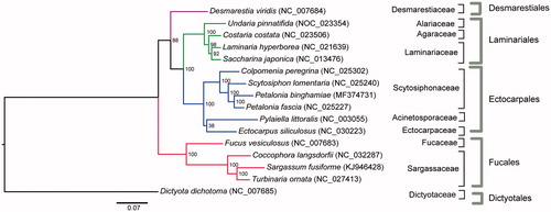 Figure 1. Phylogenetic tree (ML) of 16 Phaeophyceae species based on 35 mitochondrial protein-coding genes.
