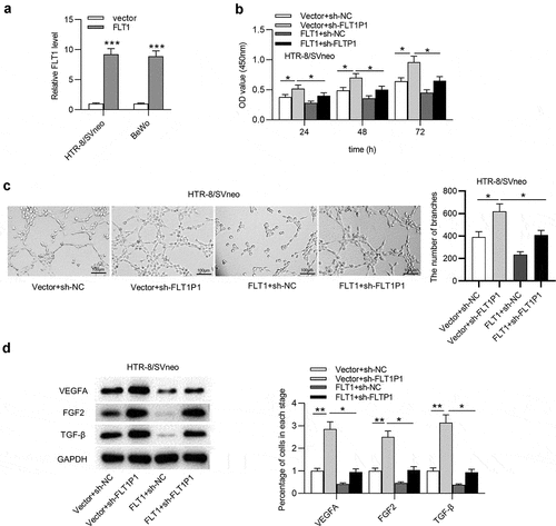 Figure 5. FLT1P1 increases FLT1 expression to regulate trophoblast cell proliferation and angiogenesis. (a) The overexpression efficiency of FLT1 was confirmed by RT-qPCR analysis. (b) The proliferative ability of trophoblast cells in each group was measured by CCK-8 assay. (c-d) Angiogenesis and angiogenesis-relevant protein levels were evaluated by tube formation assay and western blot analysis. *p < 0.05, **p < 0.01, ***p < 0.001