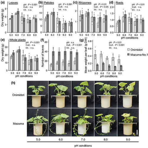 Figure 3. Effects of rhizosphere pH on growth of two wasabi cultivars, ‘Onimidori’ and ‘Mazuma No.1’.