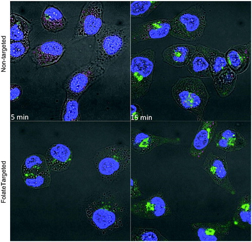 Figure 6. Fluorescent microscopy images showing uptake of NBD-ceramide (green) containing non-targeted and folate targeted NEs in SKOV3 cells. Lyso Tracker (red) and DAPI (blue) were used to stain lysosomes and nucleus respectively and to monitor the co-localization of NE in SKOV3 cells.