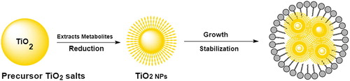 Figure 1. Reduction mechanism of TiO2 NPs.