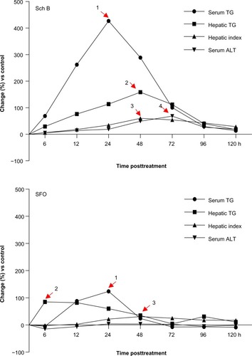 Figure 9 Time course of Sch B-/SFO-induced changes in serum/hepatic TG level, hepatic index, and serum ALT activity.