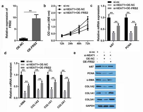 Figure 7. FRS2 overexpression reversed the effect of miR-29-3p on viability and proliferation of hypertrophic scar fibroblasts