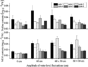Figure7. Effects of four water-level fluctuation treatments (0 cm, 60 cm, 60 ± 30 cm, and 60 ± 60 cm) on tissue proline and MDA concentration in Acorus calamus for each two-week cycle. All the values were means of triplicates ± SD.
