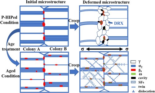 Figure 5. The schematic diagrams showing deformed microstructure.