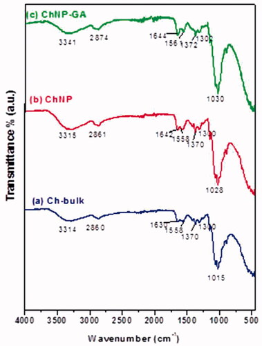 Figure 3. FTIR Spectra of (a) Ch-bulk, (b) ChNP and (c) ChNP-GA: Ch-bulk and ChNP showed broad absorption peaks at 3292 cm−1 and 3315 cm−1 respectively. ChNP-GA exhibited a significantly lower absorbance than Ch-bulk and ChNP. Other characteristic peaks of CH3 and CH2 symmetric stretch of chitosan polymer were present 2860 cm−1, 2861 cm−1 and 2874 cm−1 for Ch-bulk, ChNP and ChNP-GA, respectively.