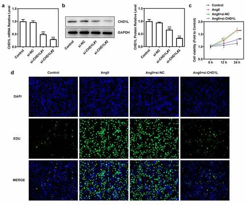 Figure 2. CHD1L deficiency suppresses the proliferation of AngII-induced VSMCs. (a-b) VSMCs were transfected with indicated siRNAs or not, then the transfection efficiency was confirmed by RT-qPCR and Western blot assays, respectively. ***P < 0.001 vs si-NC. (c) Control or transfected VSMCs were treated with 10−6 mol/L AngII, at 0, 12 and 24 h post-treatment, the cell viability was measured by CCK-8 assay. *P < 0.05 and ***P < 0.001 vs Control; ###P < 0.001 vs AngII + si-NC. (d) Control VSMCs or VSMCs that transfected with si-NC or si-CHD1L were treated with 10−6 mol/L AngII for 24 h, then cell proliferation were measured by EDU staining (magnification x200). CHD1L, Chromodomain Helicase DNA Binding Protein 1-Like; VSMCs, vascular smooth muscle cells; AngII, Angiotensin II; si, small interfering RNA; NC, negative control.