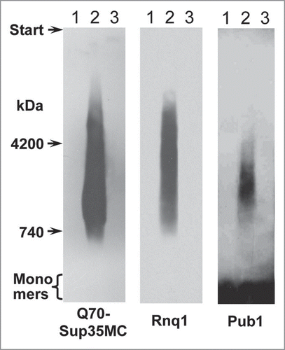 Figure 5 Co-appearance of SDS-resistant polymers of Q70, Rnq1 and Pub1. Cells of the 74-D694ΔS35 [psi−][pin−-] strain were transformed with the pQ70-SUP35MC plasmid. Samples were taken at 30 (lane 1) and 100 (lane 2) cell generations after transformation. Then the pQ70-SUP35MC plasmid was replaced with pRS315-SUP35C (lane 3). The samples were analyzed by SDD-AGE and western blotting. The proteins indicated below were revealed using antibodies to Sup35NM, Rnq1 and Pub1, respectively.