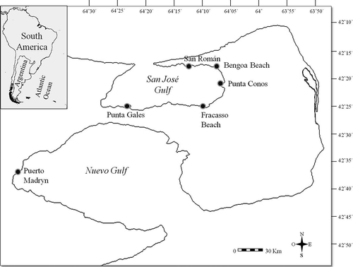 Figure 1. Map showing sampling sites in San José and Nuevo Gulfs, northern Argentine Patagonia.